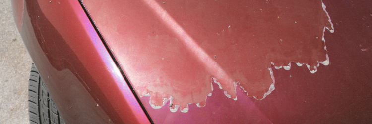 cómo proteger la pintura del coche del sol